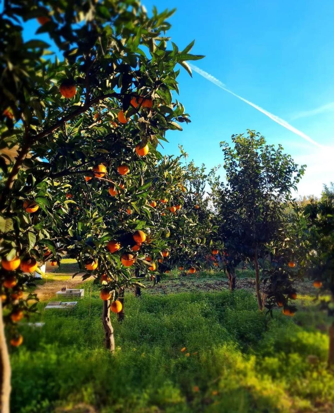 מודוניו B&B Verdeoliva מראה חיצוני תמונה